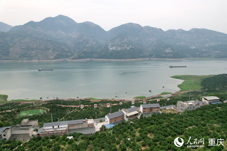三沱村正以“三峽橙莊”建設(shè)為契機(jī)，描繪鄉(xiāng)村振興新圖景。人民網(wǎng)記者 劉政寧攝